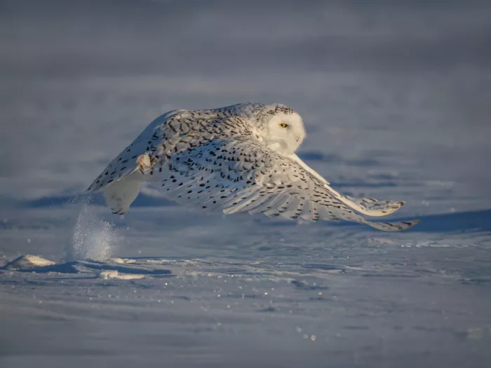 (吉星高照), Taksing: Snow owl