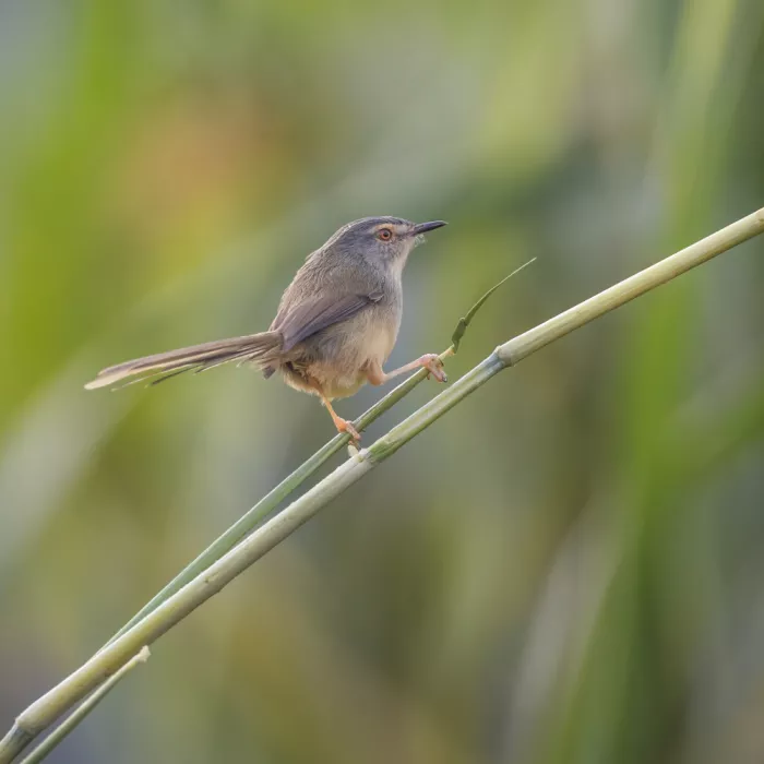 (吉星高照), Taksing: yellow-bellied prinia
