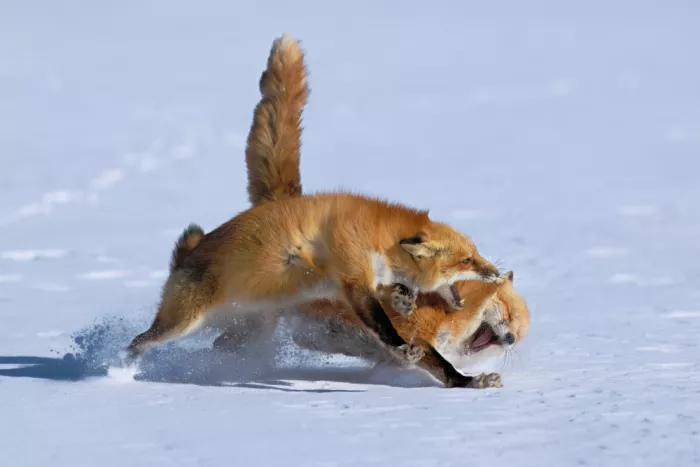 Lam, Gavin: Rotfüchse jagen und spielen im Schnee...