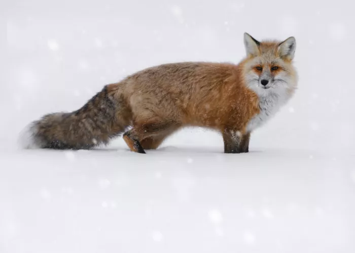 Gu, Zeren: Fox in Snow