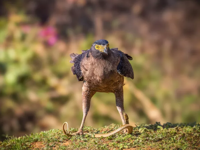 (吉星高照), Taksing: Crested Serpent Eagle