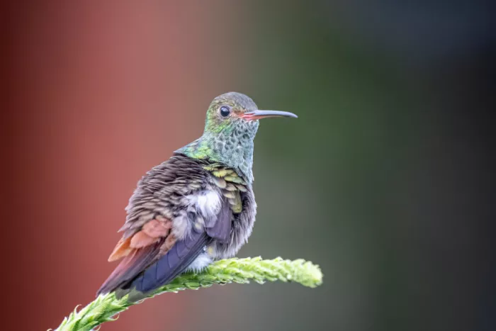 Lipinghu: Rufous-tailed Hummingbird