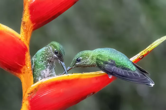 Lipinghu: What are the two Green-crowned Brilliant looking for?