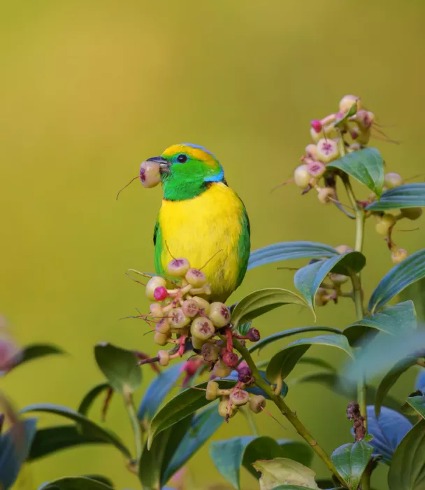 He, Mike: Golden-browed Chlorophonia