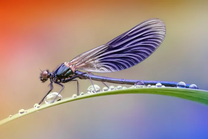 Daminelli, Fabrizio: Calopteryx splendens