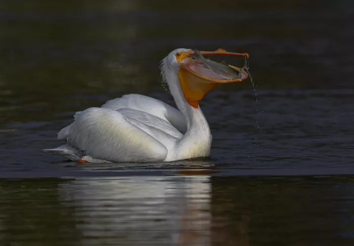 Huang, Johnson: Pelican and fish