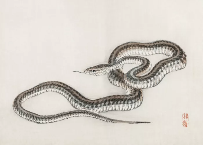 Studio, Pictufy: Snake By Kōno Bairei (1844 1895)