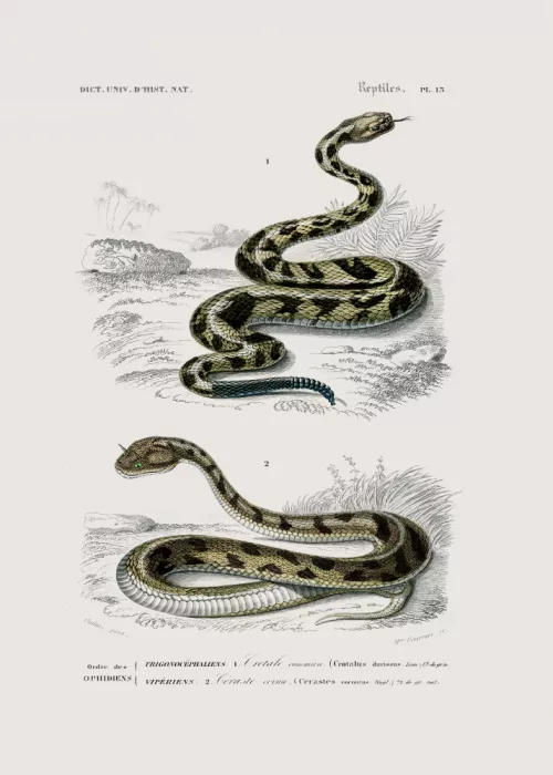 Studio, Pictufy: Serpente a sonagli e Vipera cornuta del Sahara