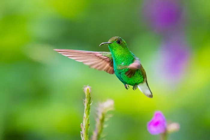 DB, YY: Colibri