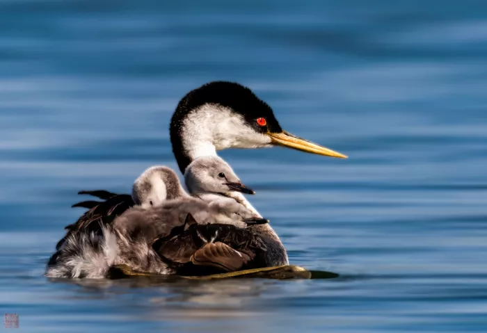 Yan, Songhu: Grebe