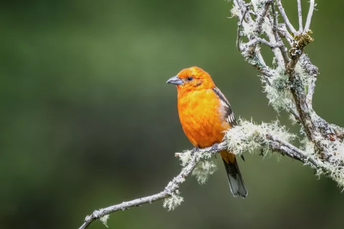 Lipinghu: Brightly colored male Flame-colored Tanager