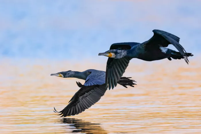 Manusevich, David: Cormorans