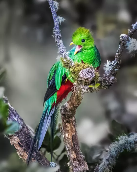 Lipinghu: Resplitdent Quetzal is singing