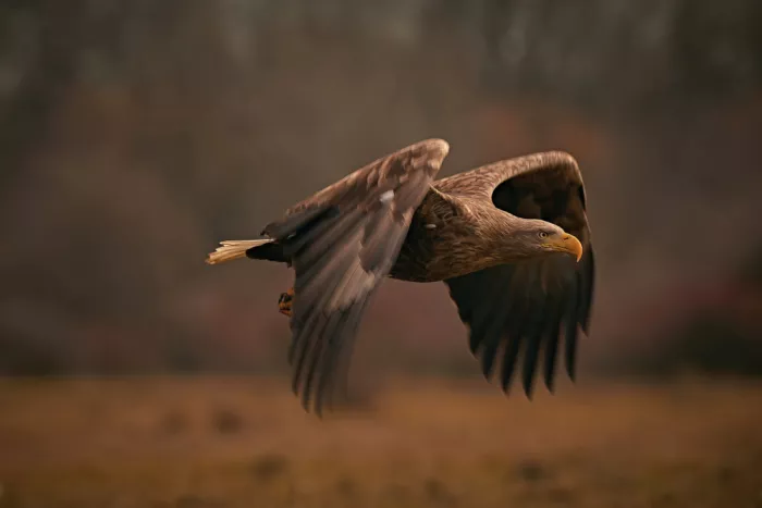 Williams, Stuart: Low Light Flight.