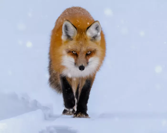 Gu, Zeren: Fox in Snow