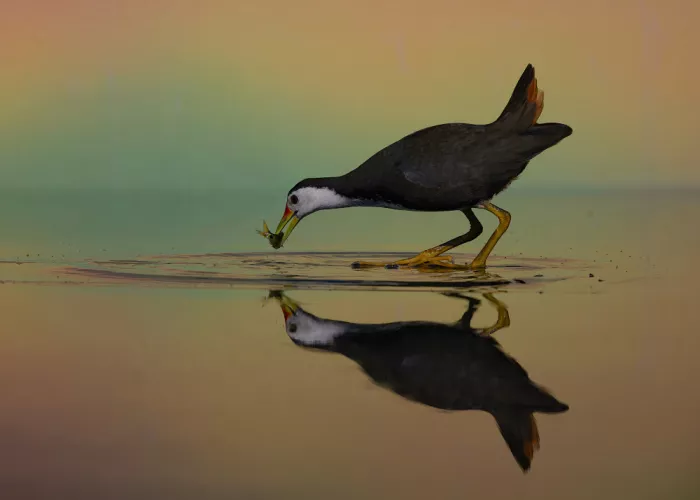 Prasad, Som: Moorhen with catch