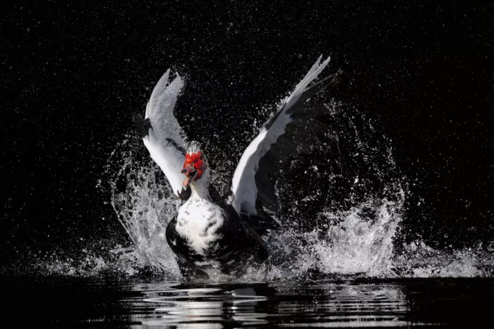 Zhao, Qing: Splash