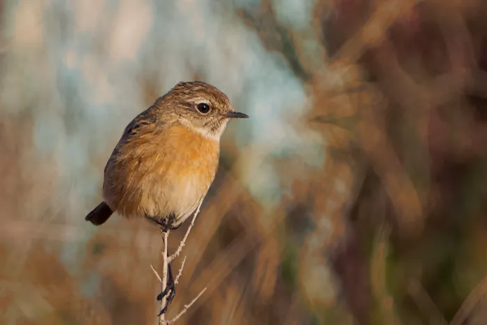 Martínez, Ammouneh Taufik: Stonechat (Saxicola rubicola) V