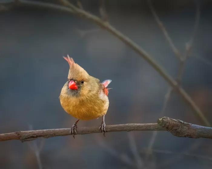 Cai, Xiao: Northern Cardinal