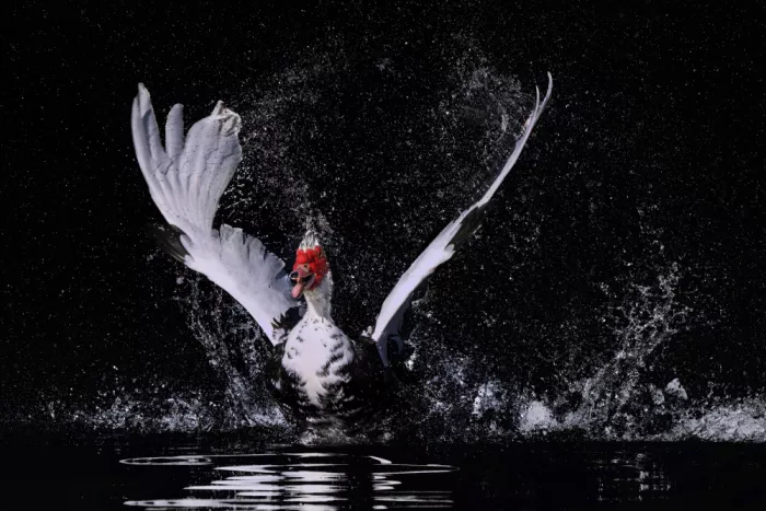 Zhao, Qing: Splash