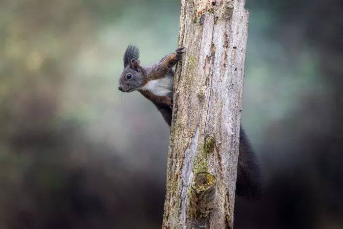 Simone, De Ciro: Sciurus vulgaris