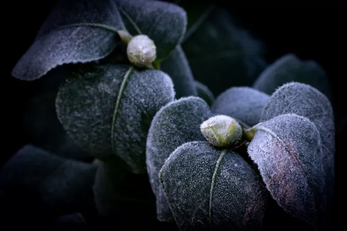 Louwen, Fred: Givre