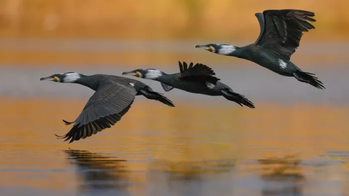Manusevich, David: Cormorants