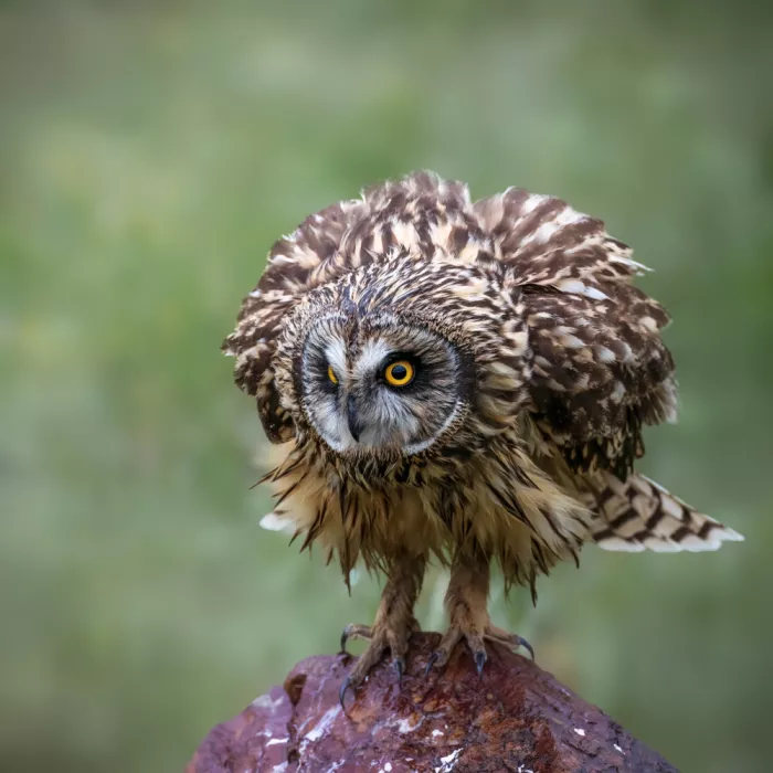 (吉星高照), Taksing: short-eared owl