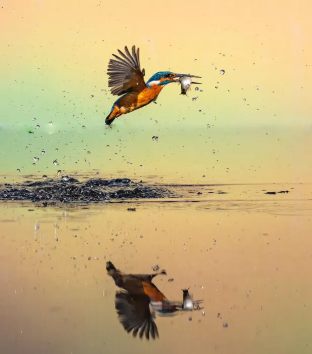 Nagpal, Manish: flying with a catch