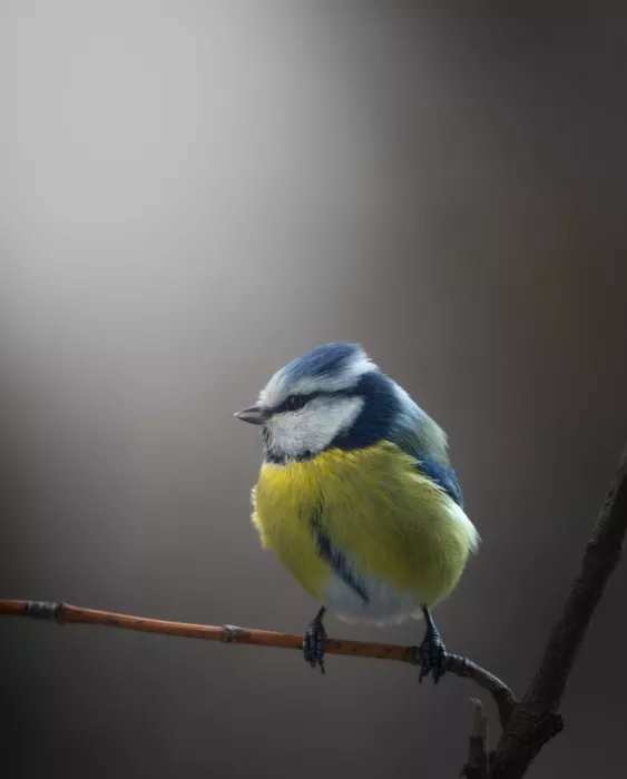 Paritskiy, Oles: Mésange bleue