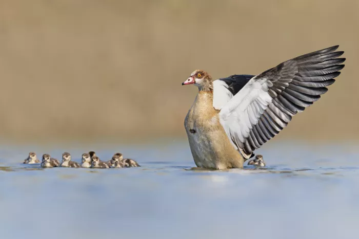 levi, nissim: Egyptian Goose
