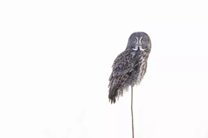 Costina, Mircea: The Grey Grey Owl on White
