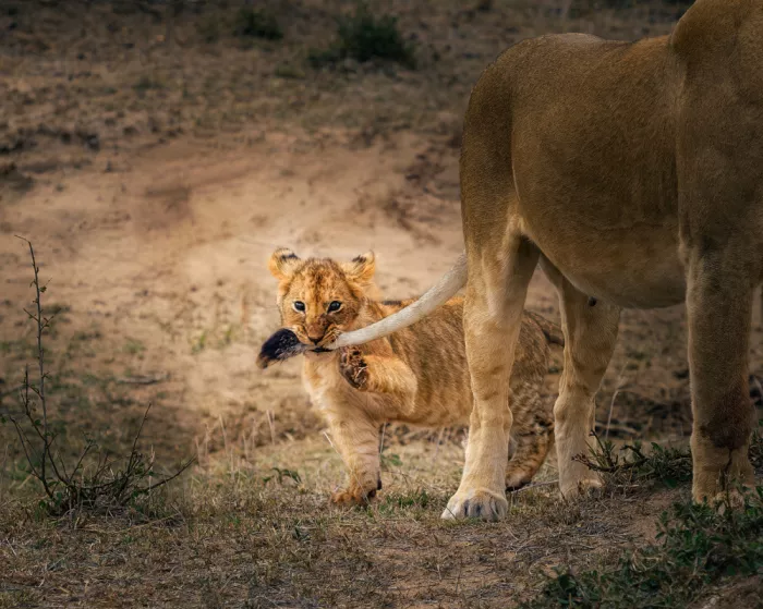 Zhang, Anna: Jeune animal jouant