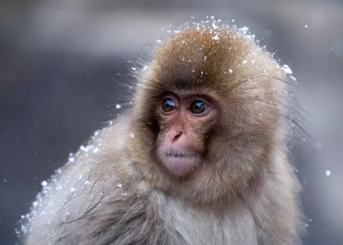 W, Joanna: Ein kleiner Schneaffe - 2