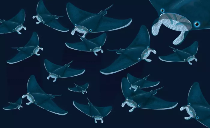 Nicholas: Danza de la Manta
