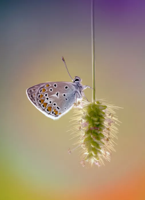 Daminelli, Fabrizio: Polyommatus icarus