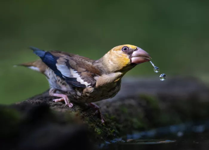 Lai, Vicki: Bebida refrescante