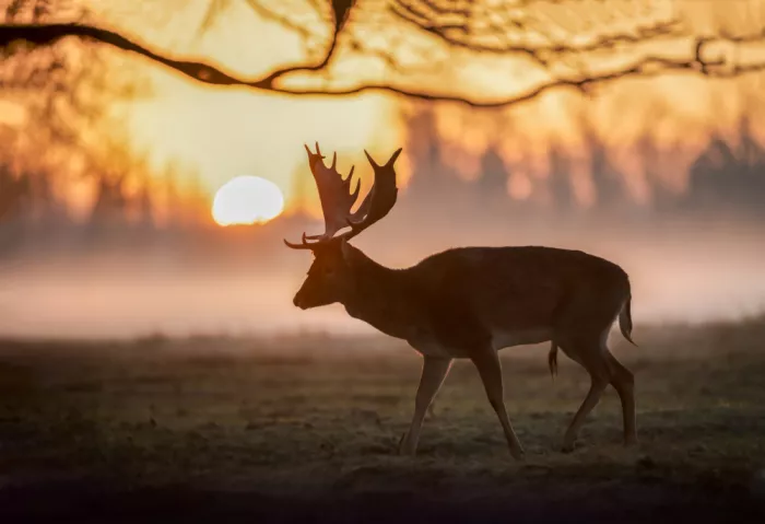 fotorax, Jevric Radojica: Gamo