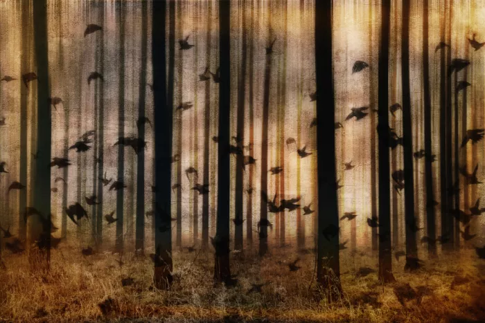 Lee, van Hilda: Sans titre