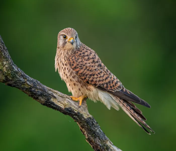 Procaccia, Itamar: Female Common Kestrel