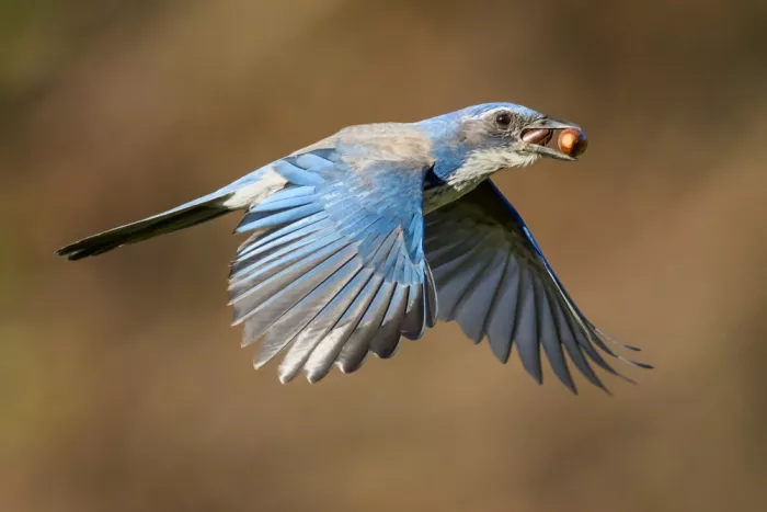 Wang, Moses: Geai de Californie