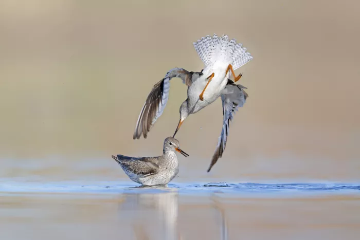 levi, nissim: Common Redshank