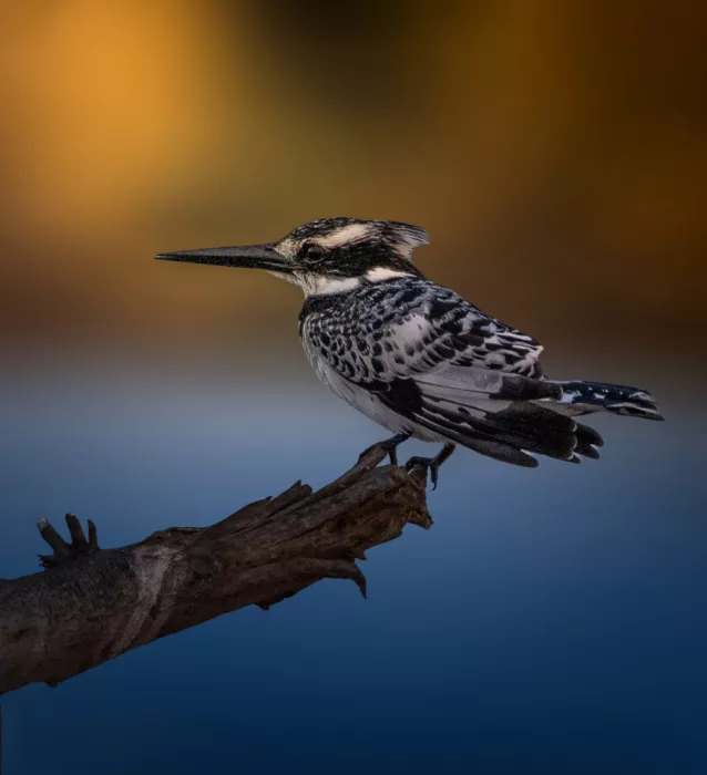 Ismail, Mohamed: Pied kingfisher