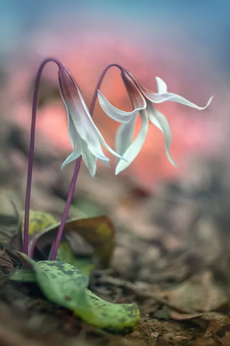 Daminelli, Fabrizio: Erythronium dens-canis