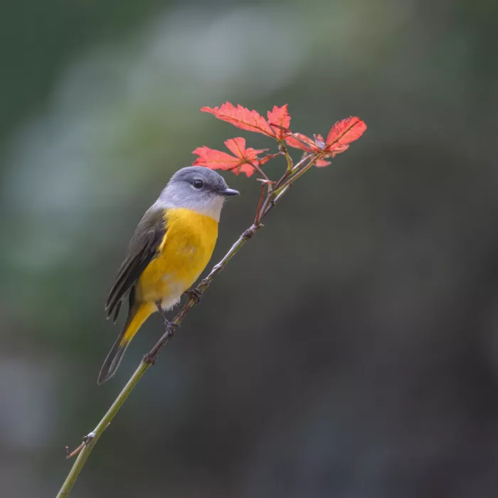 (吉星高照), Taksing: grey-chined minuet