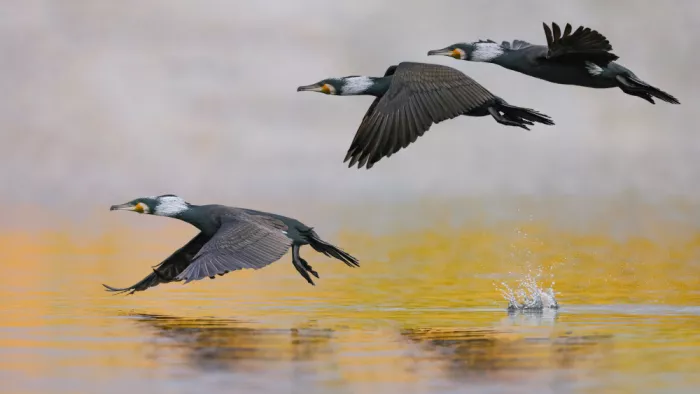 Manusevich, David: Cormorans