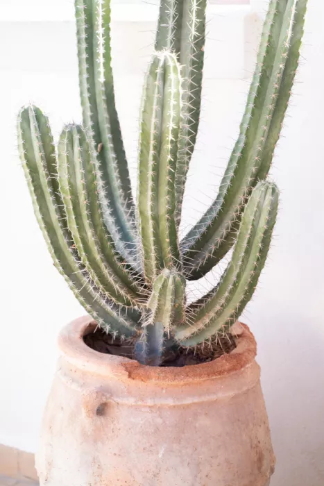 Schenk, Henrike: Serenità del cactus