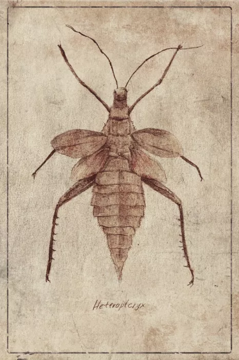 Koubou, Mike: Vintage Insect Illustration