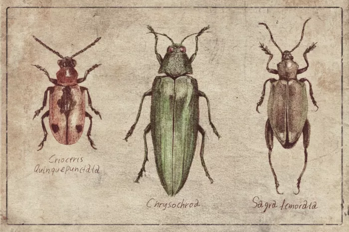 Koubou, Mike: Vintage Insect Taxonomy Trio