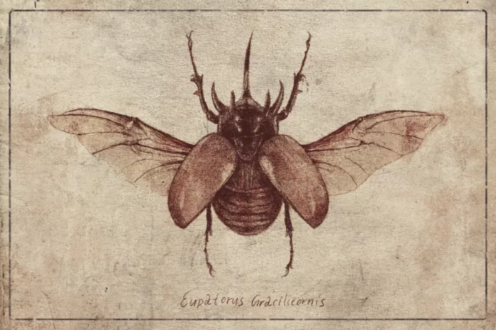 Koubou, Mike: Eupatorus Gracilicornis – Kopie